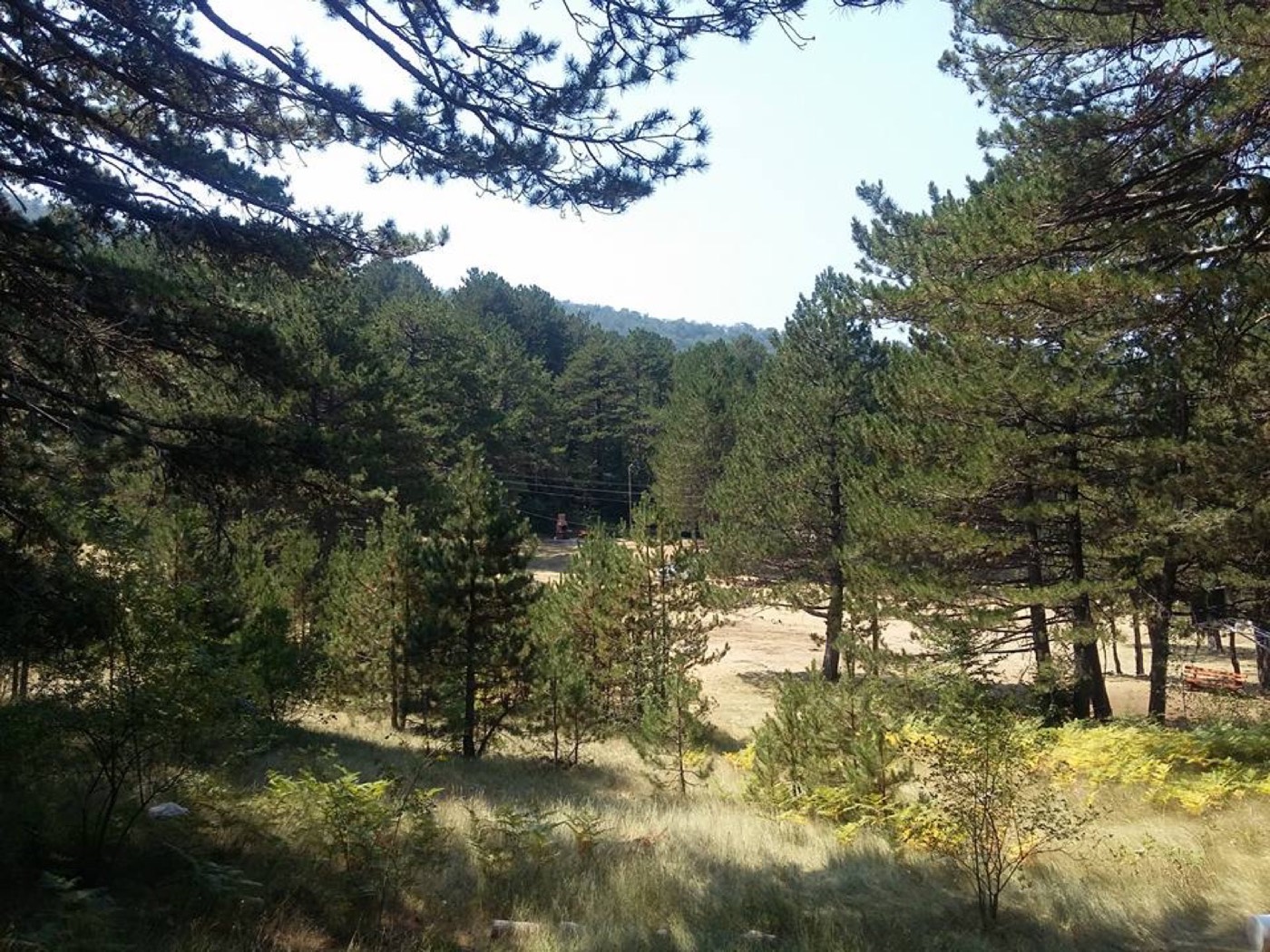 A clearing in the pine forest at Ubla